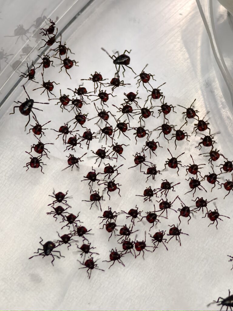 มวนพิฆาต (Predatory Stink bug) มวนพิฆาต (Predatory Stink bug)
