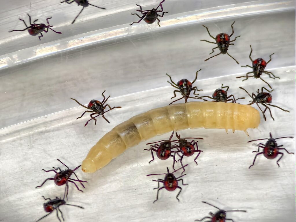 มวนพิฆาต (Predatory Stink bug) มวนพิฆาต (Predatory Stink bug)