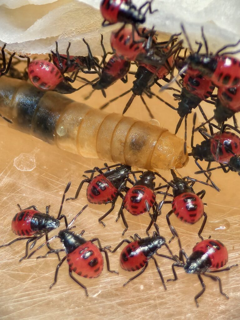 มวนพิฆาต (Predatory Stink bug) มวนพิฆาต (Predatory Stink bug)
