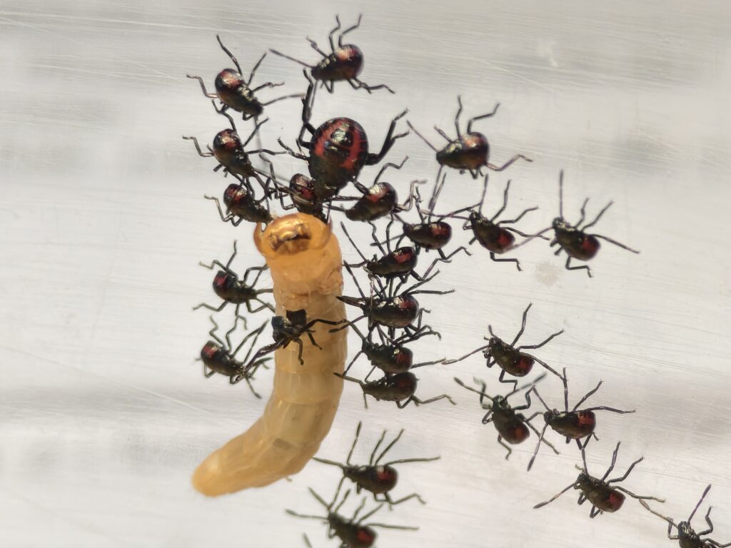 มวนพิฆาต (Predatory Stink bug) มวนพิฆาต (Predatory Stink bug)