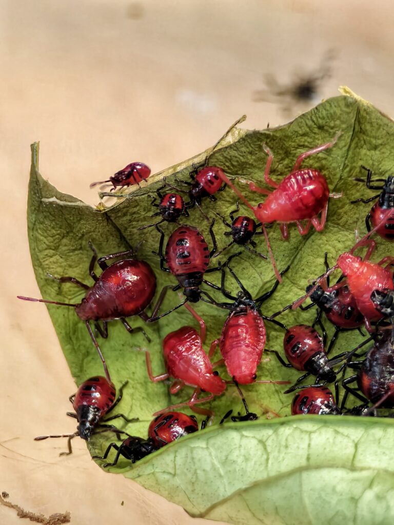 มวนพิฆาต (Predatory Stink bug) มวนพิฆาต (Predatory Stink bug)