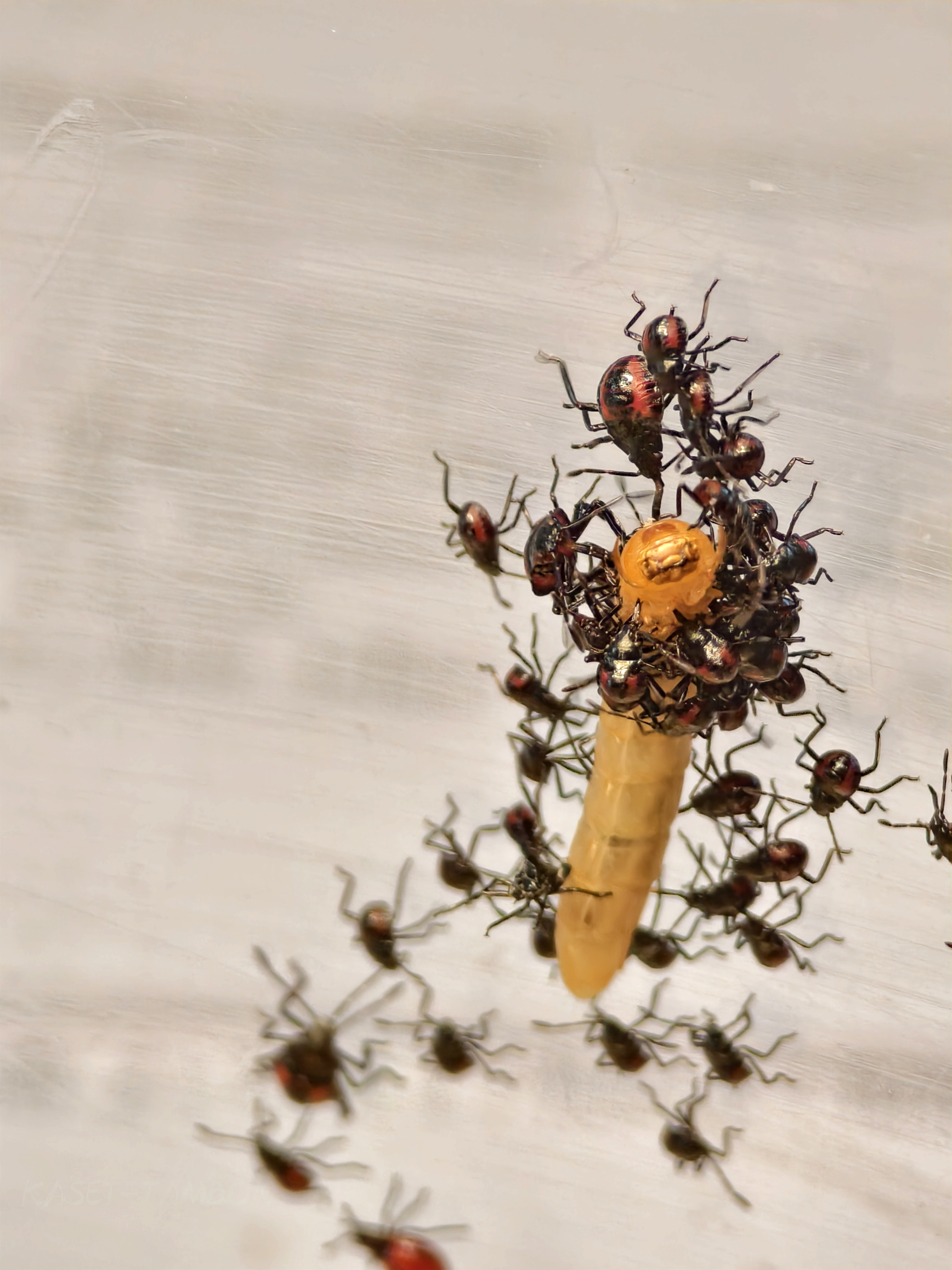 มวนพิฆาต (Predatory Stink bug) มวนพิฆาต (Predatory Stink bug)