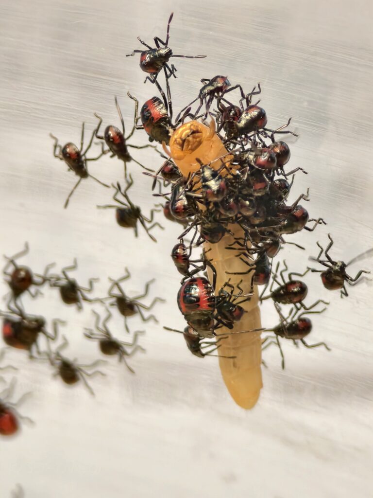 มวนพิฆาต (Predatory Stink bug) มวนพิฆาต (Predatory Stink bug)