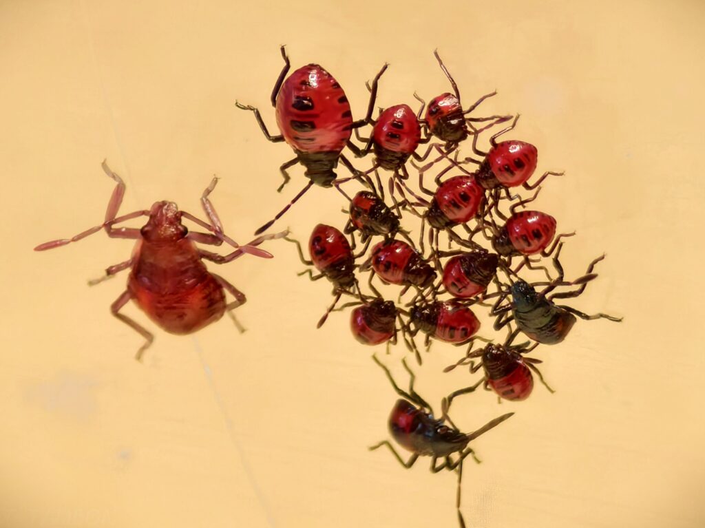 มวนพิฆาต (Predatory Stink bug) มวนพิฆาต (Predatory Stink bug)