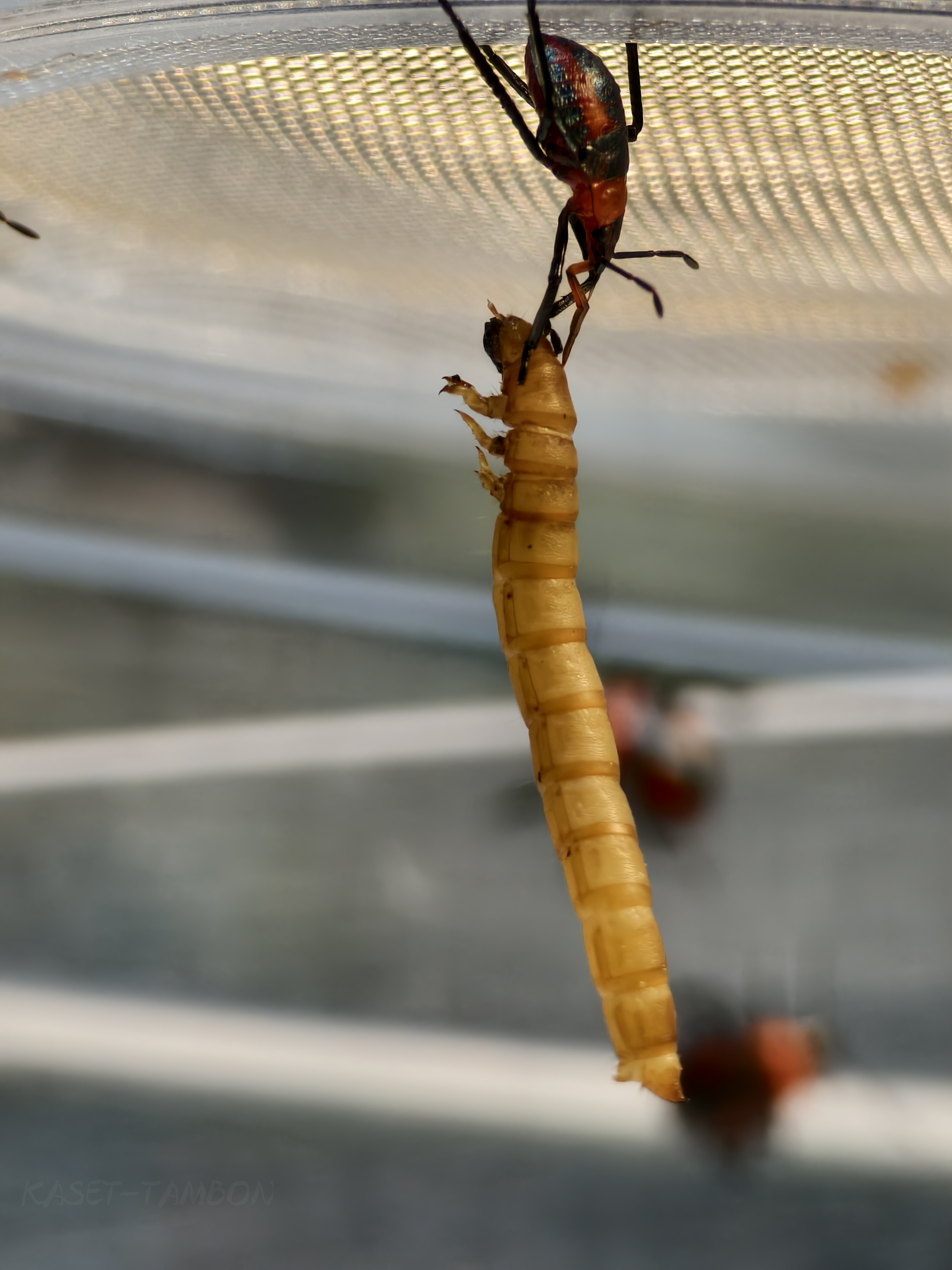 มวนพิฆาต (Predatory Stink bug) มวนพิฆาต (Predatory Stink bug)