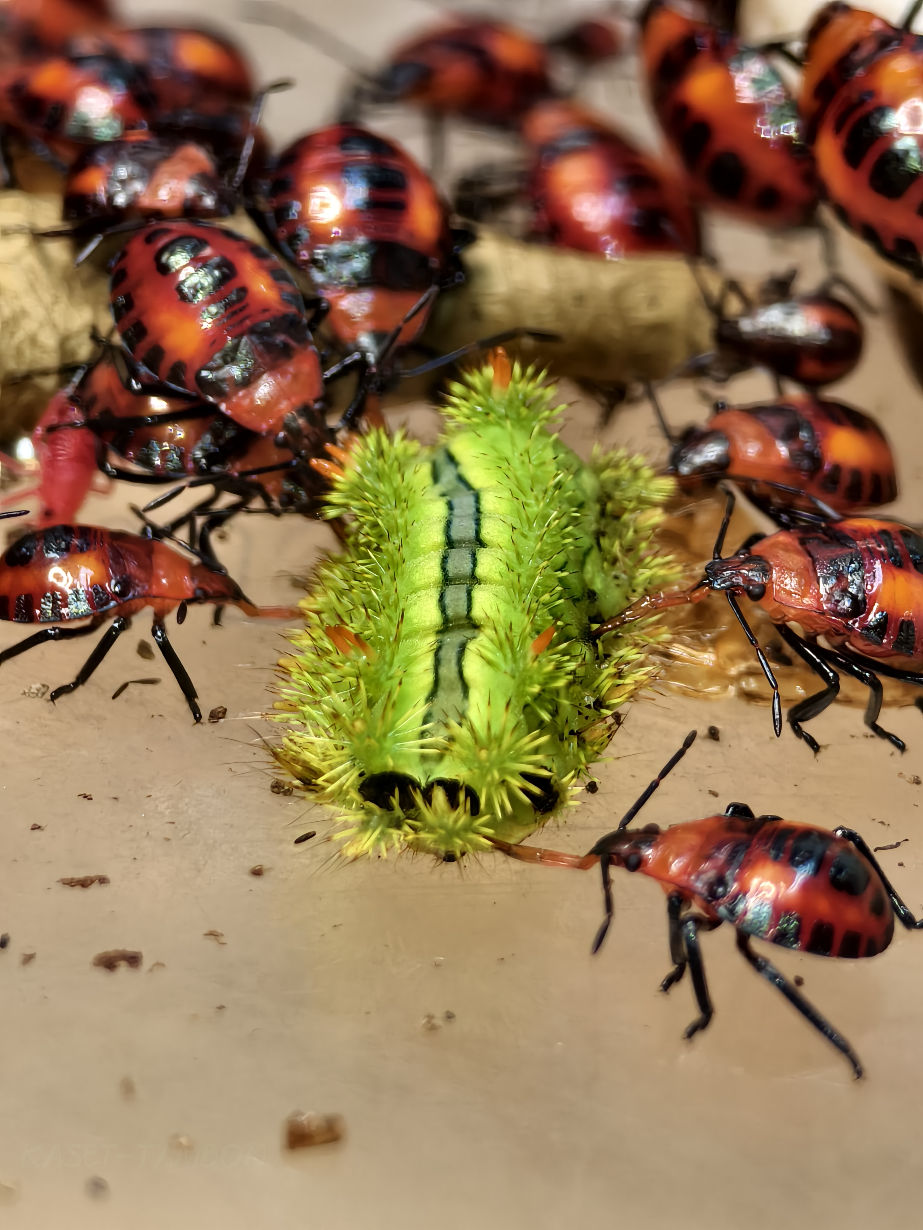 มวนพิฆาต (Predatory Stink bug) มวนพิฆาต (Predatory Stink bug)