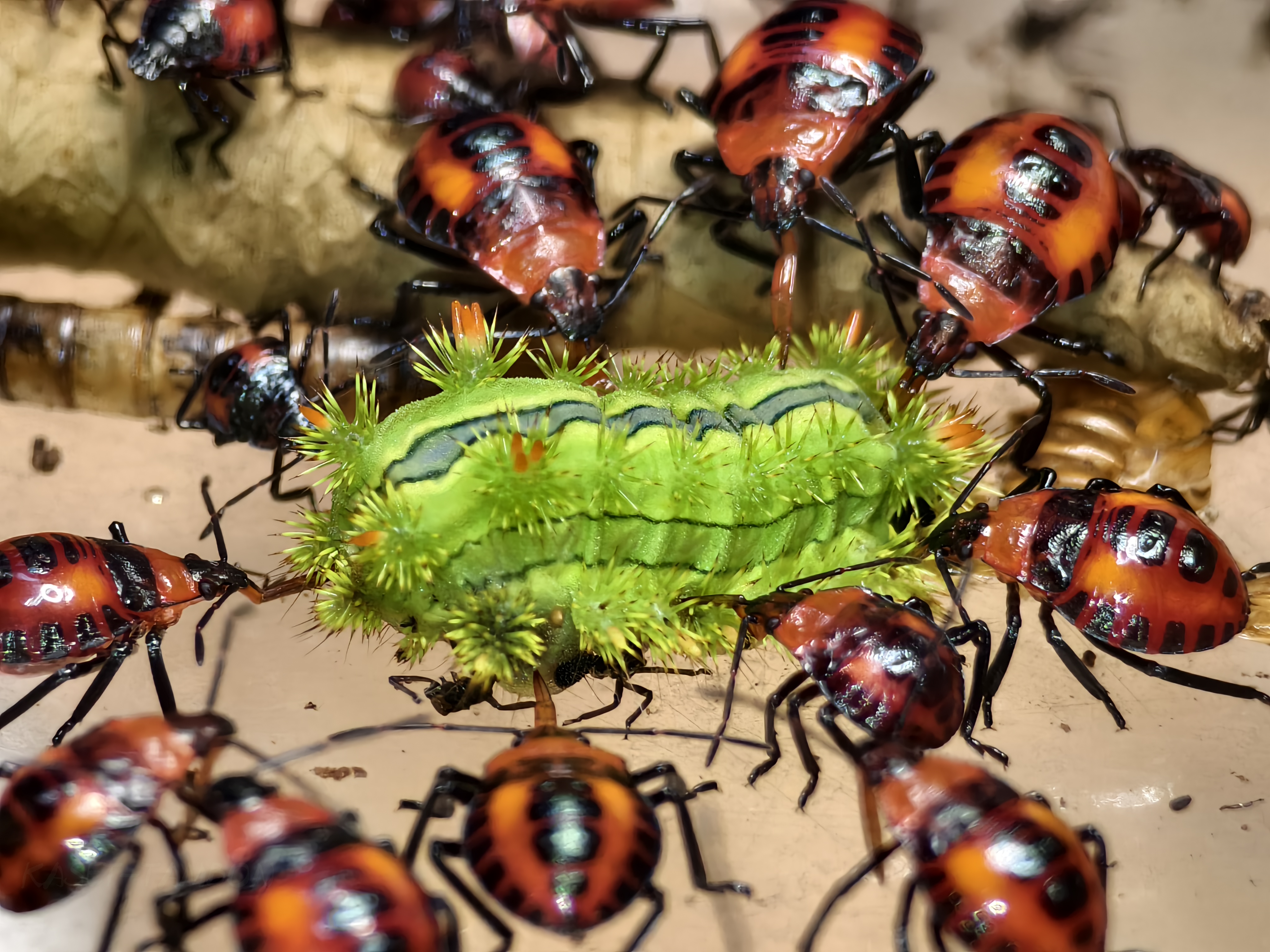 มวนพิฆาต (Predatory Stink bug)