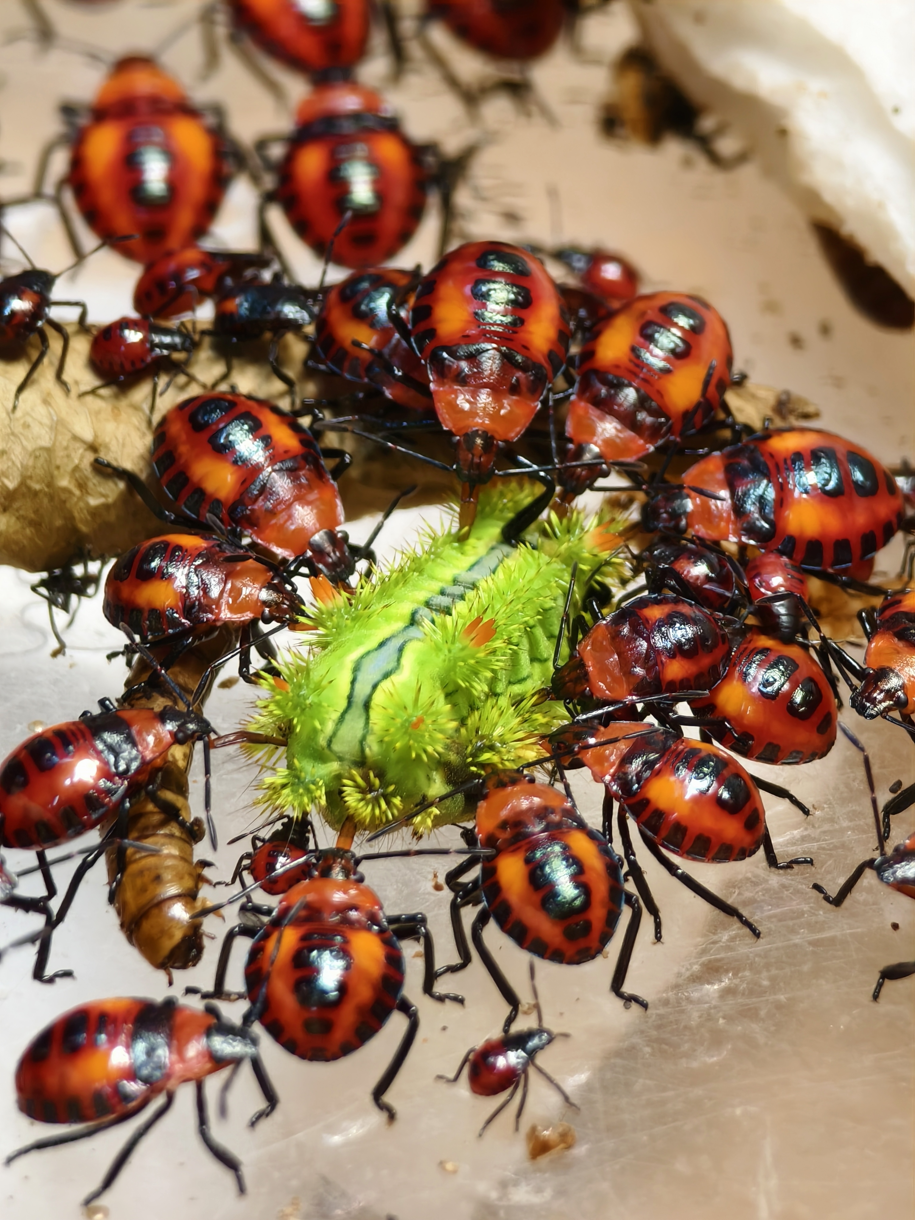 มวนพิฆาต (Predatory Stink bug) มวนพิฆาต (Predatory Stink bug)