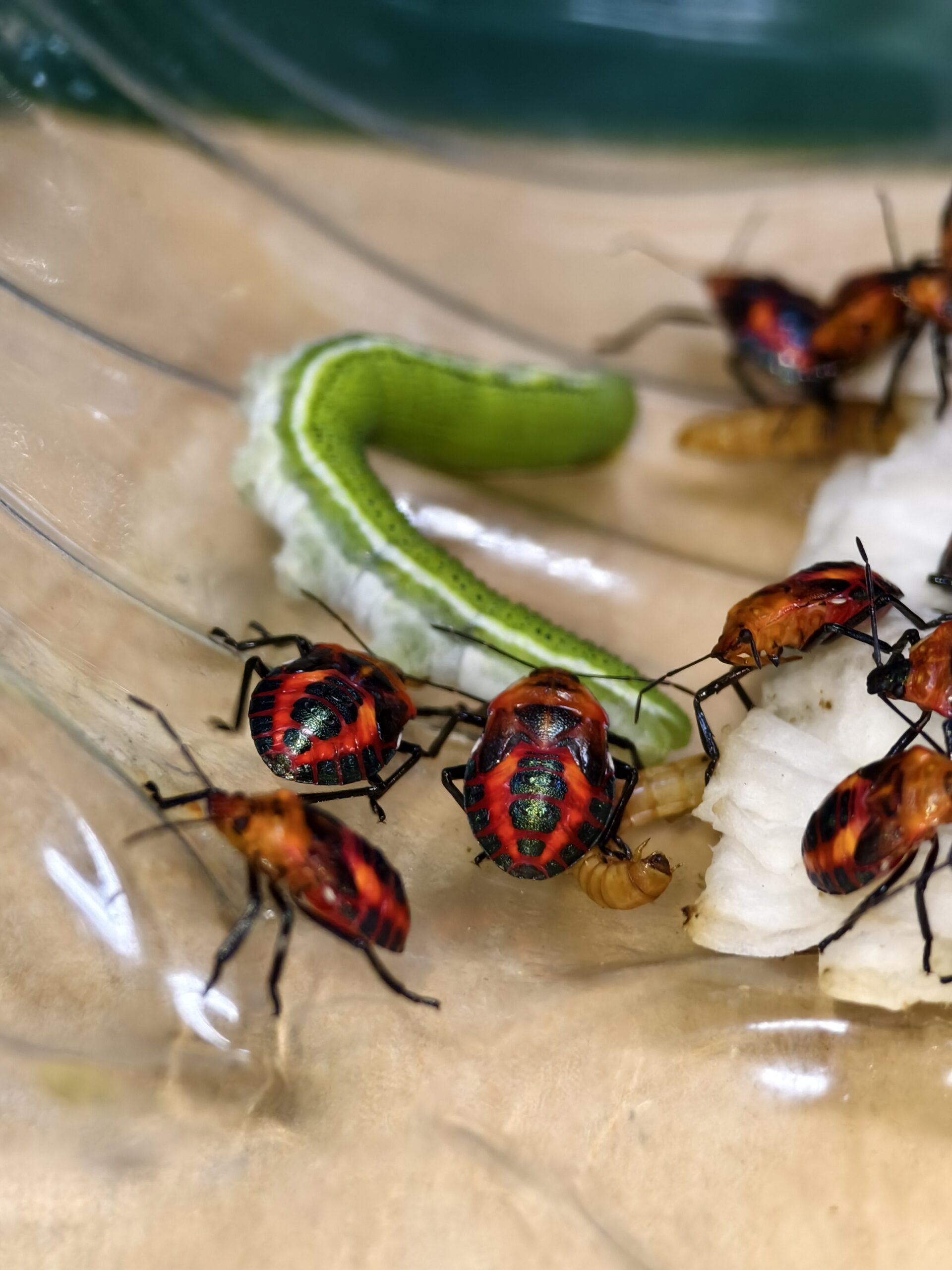 มวนพิฆาต (Predatory Stink bug) มวนพิฆาต (Predatory Stink bug)