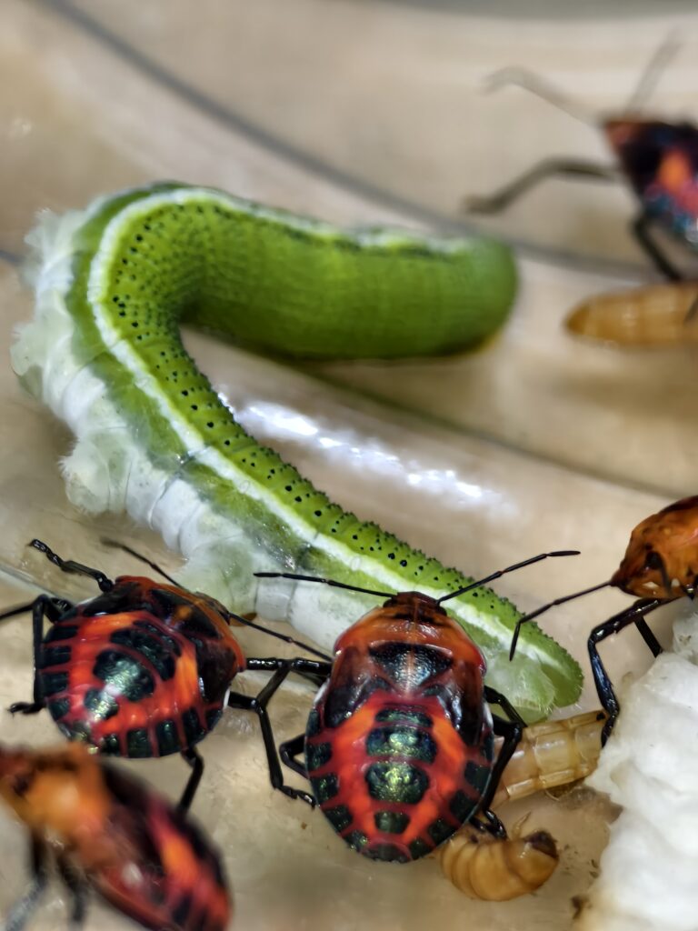 มวนพิฆาต (Predatory Stink bug) มวนพิฆาต (Predatory Stink bug)