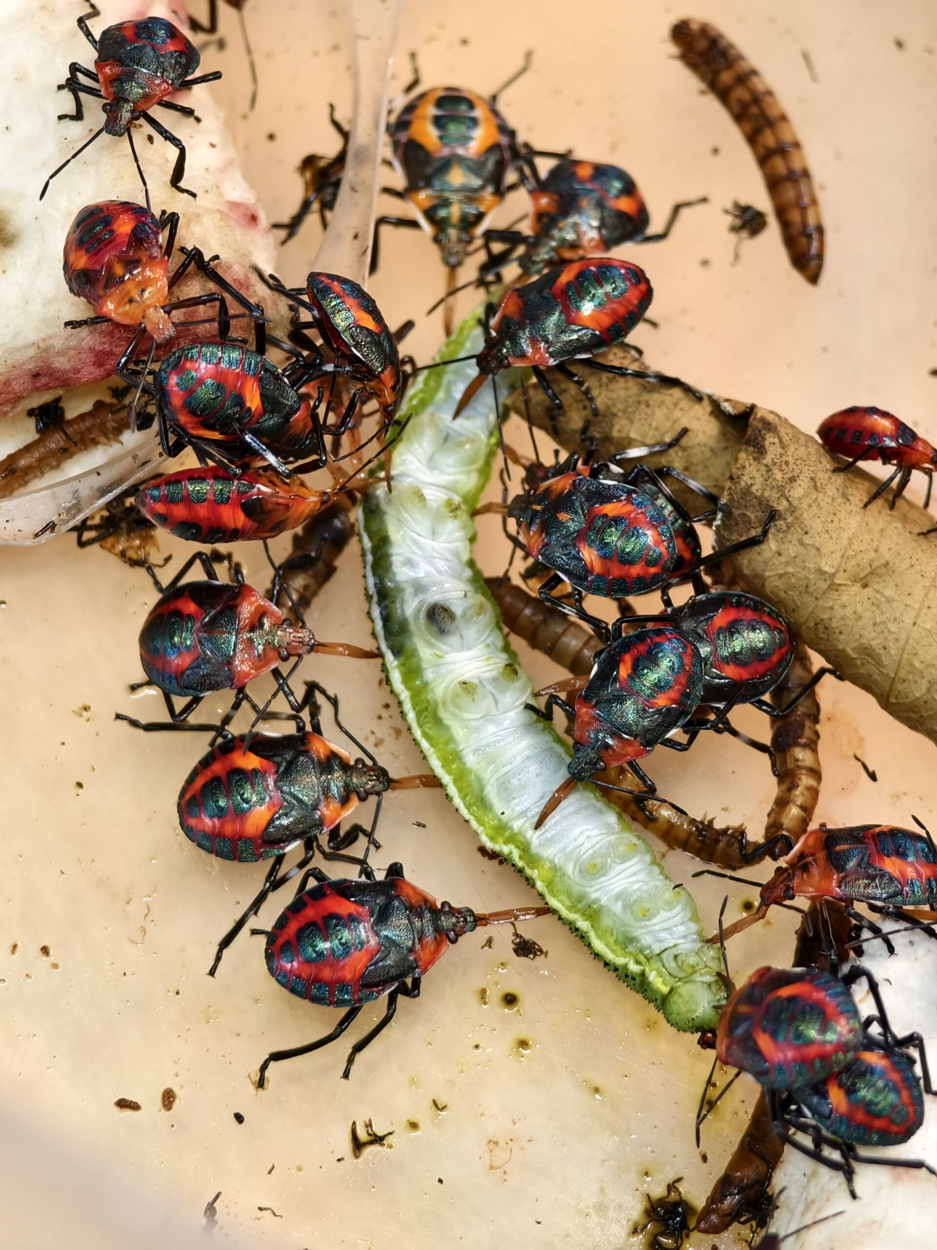 มวนพิฆาต (Predatory Stink bug) มวนพิฆาต (Predatory Stink bug)