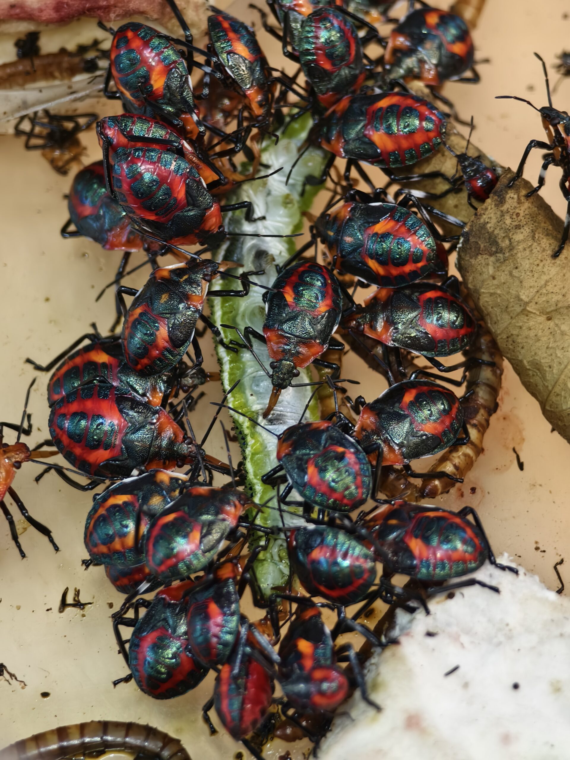 มวนพิฆาต (Predatory Stink bug) มวนพิฆาต (Predatory Stink bug)