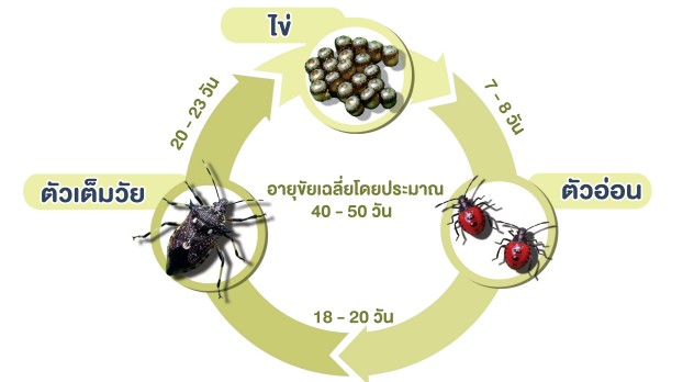 มวนพิฆาต (Predatory Stink bug) มวนพิฆาต (Predatory Stink bug)