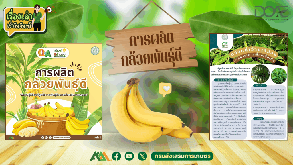เรื่องเล่าเช้าวันจันทร์ "การผลิตกล้วยพันธุ์ดี" เรื่องเล่าเช้าวันจันทร์ "การผลิตกล้วยพันธุ์ดี"