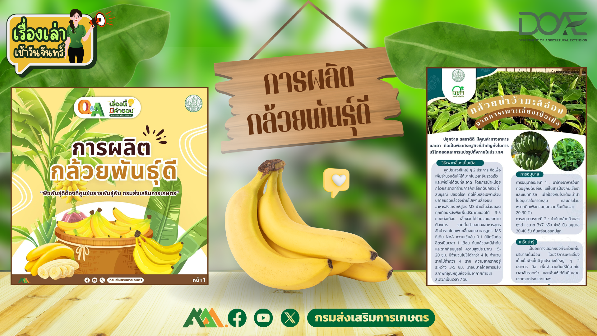 เรื่องเล่าเช้าวันจันทร์ "การผลิตกล้วยพันธุ์ดี" เรื่องเล่าเช้าวันจันทร์ "การผลิตกล้วยพันธุ์ดี"
