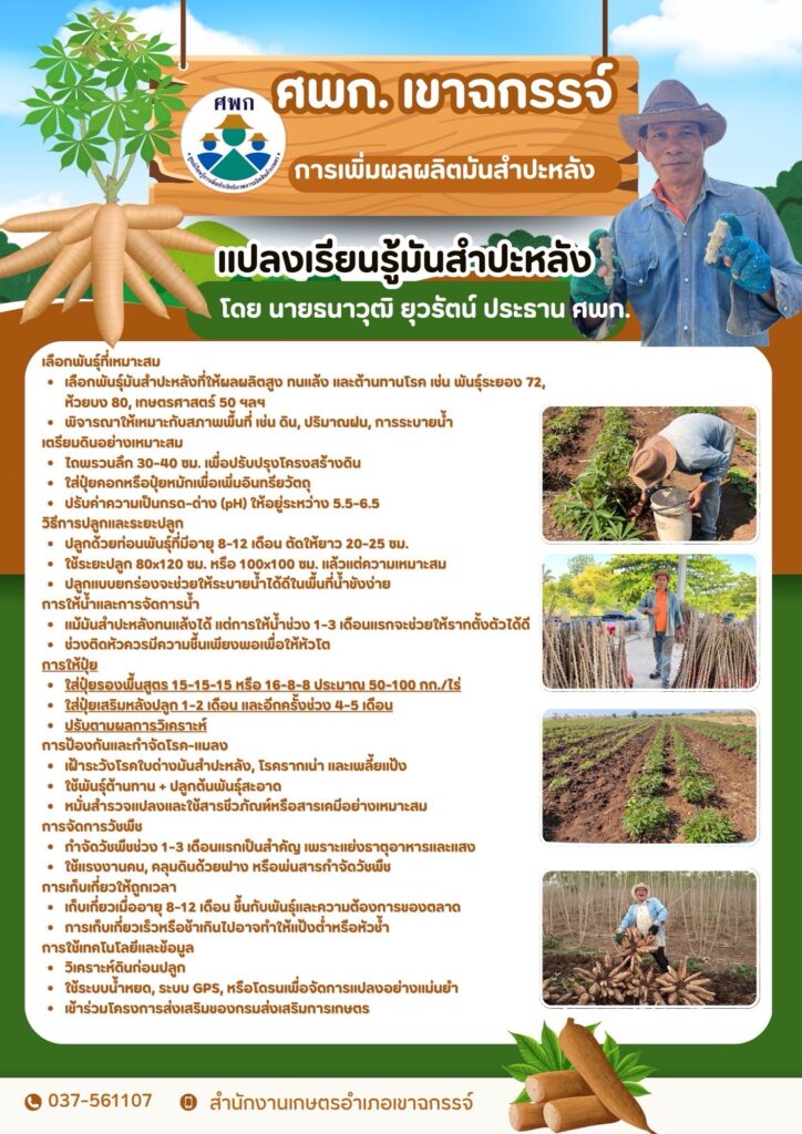 ศพก.เขาฉกรรจ์ การเพิ่มผลผลิตมันสำปะหลัง ศพก.เขาฉกรรจ์ การเพิ่มผลผลิตมันสำปะหลัง