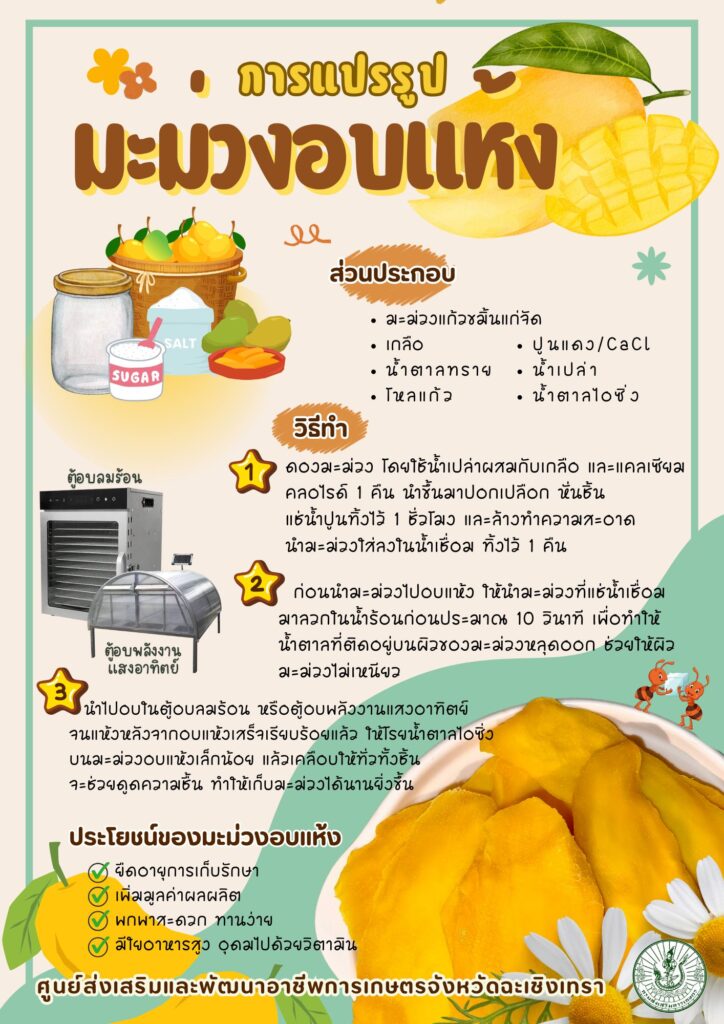 การแปรรูปมะม่วงอบแห้ง การแปรรูปมะม่วงอบแห้ง