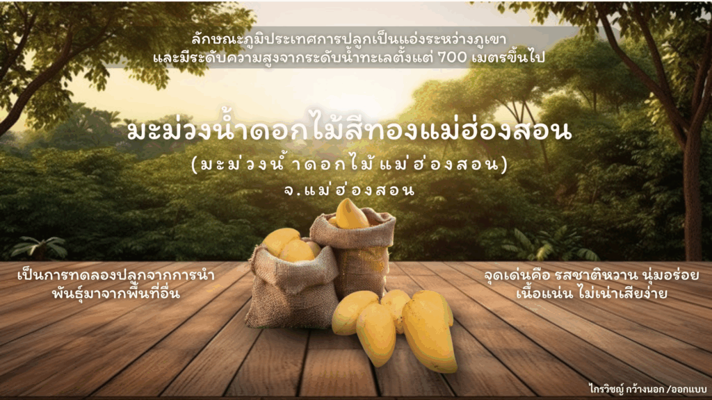 มะม่วงน้ำดอกไม้สีทองแม่ฮ่องสอน มะม่วงน้ำดอกไม้สีทองแม่ฮ่องสอน