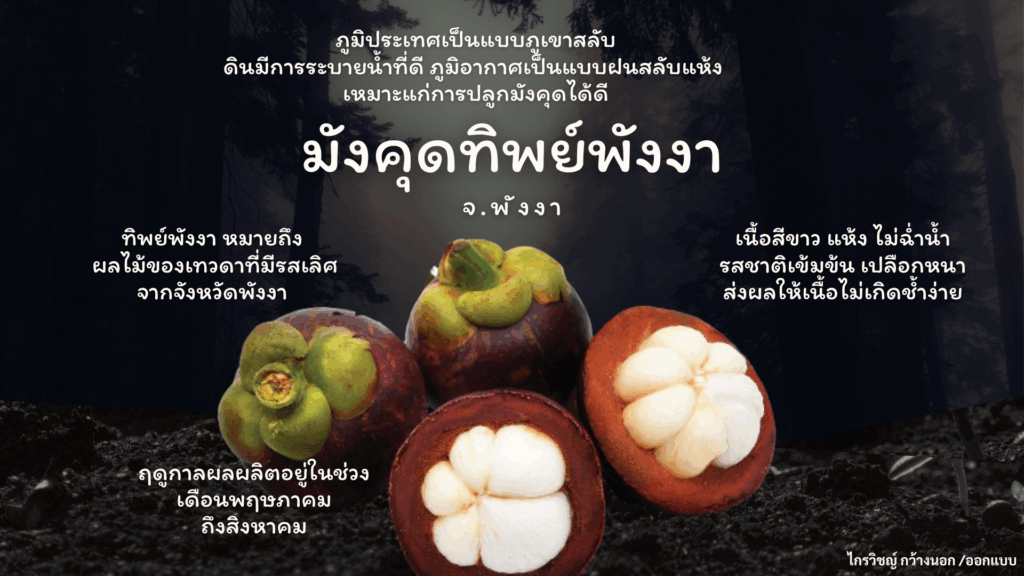 มังคุดทิพย์พังงา จังหวัดพังงา