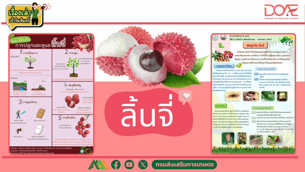 เรื่องเล่าเช้าวันจันทร์ "การปลูกและดูแลลิ้นจี่" เรื่องเล่าเช้าวันจันทร์ "การปลูกและดูแลลิ้นจี่"