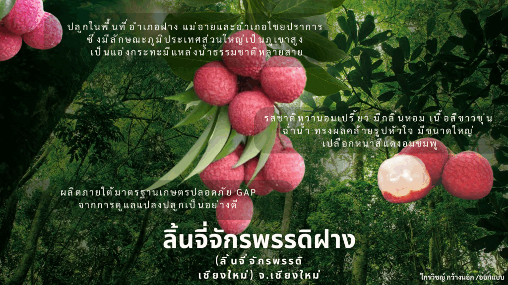 ลิ้นจี่จักรพรรดิฝาง (ลิ้นจี่จักรพรรดิเชียงใหม่) จ.เชียงใหม่ GI
