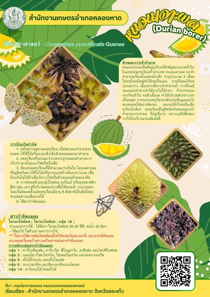 หนอนเจาะผล (Durian borer) หนอนเจาะผล (Durian borer)