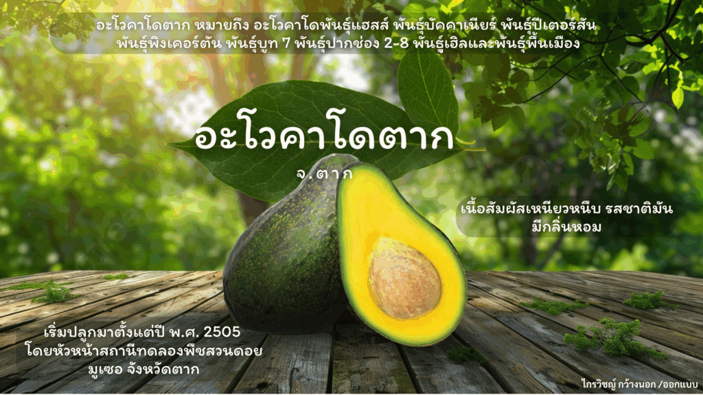 อะโวคาโดตาก จังหวัดตาก อะโวคาโดตาก จังหวัดตาก