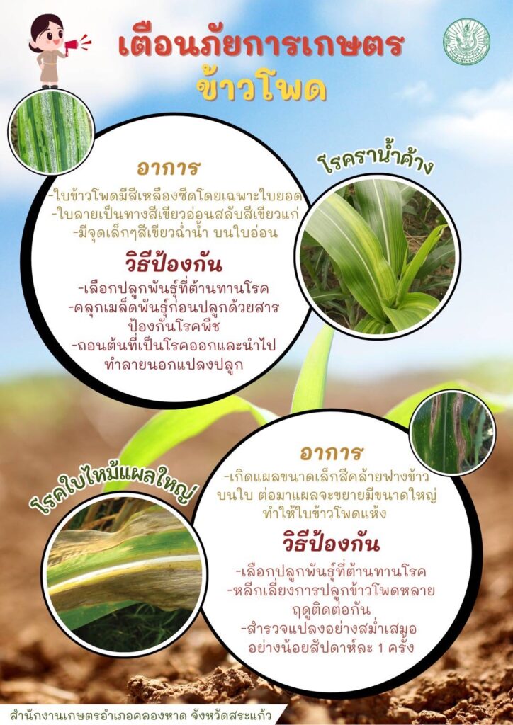 เตือนภัยการเกษตร ข้าวโพด "โรคราน้ำค้างและโรคใบไหม้แผลใหญ่" เตือนภัยการเกษตร ข้าวโพด "โรคราน้ำค้างและโรคใบไหม้แผลใหญ่"