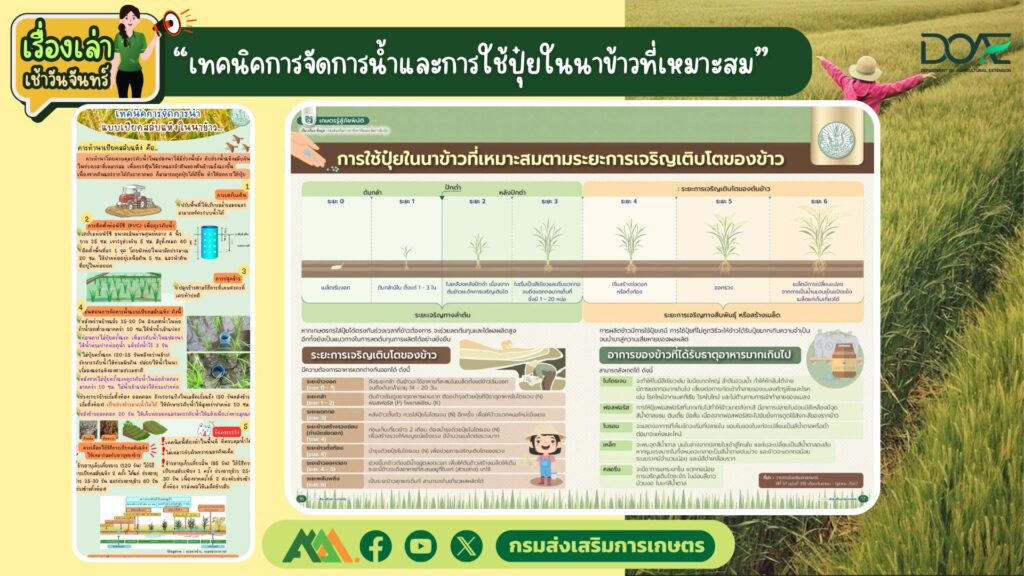 เรื่องเล่าเช้าวันจันทร์ "เทคนิคการจัดการน้ำและการใช้ปุ๋ยในนาข้าวที่เหมาะสม" เรื่องเล่าเช้าวันจันทร์ "เทคนิคการจัดการน้ำและการใช้ปุ๋ยในนาข้าวที่เหมาะสม"