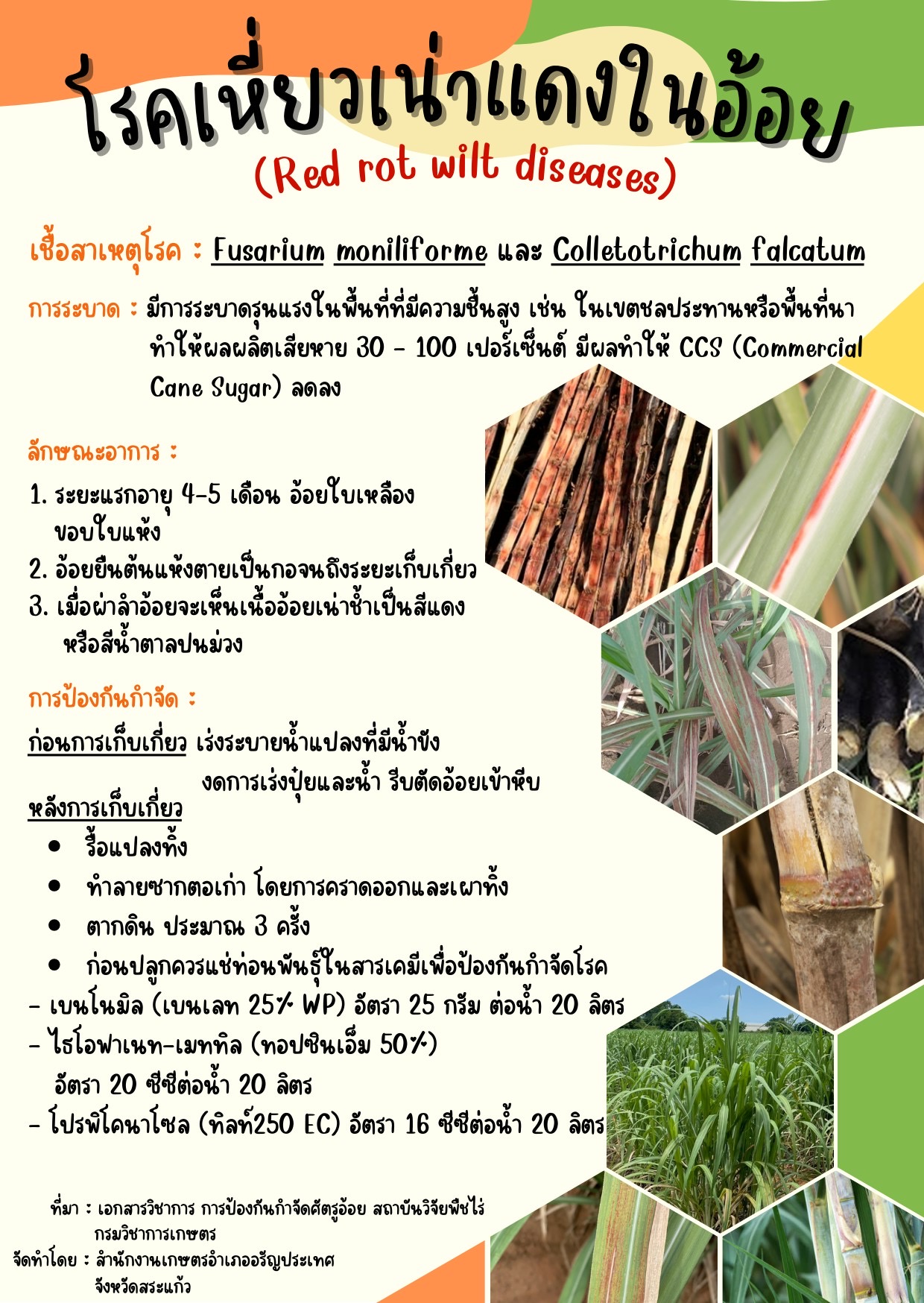 โรคเหี่ยวเน่าแดงในอ้อย (Red rot wilt diseases) โรคเหี่ยวเน่าแดงในอ้อย (Red rot wilt diseases)