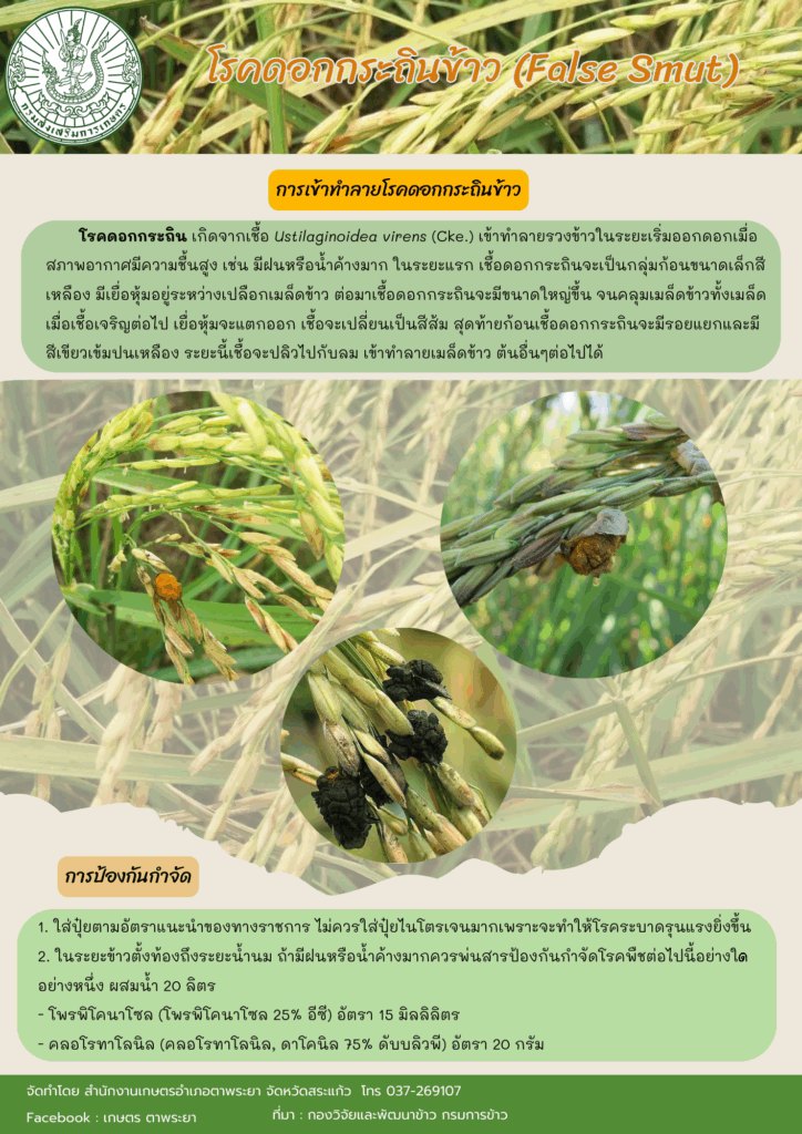 โรคดอกกระถินข้าว (False Smut) โรคดอกกระถินข้าว (False Smut)