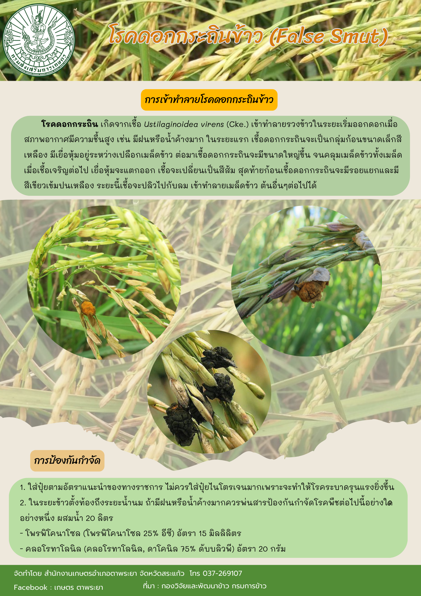 โรคดอกกระถินข้าว (False Smut) โรคดอกกระถินข้าว (False Smut)