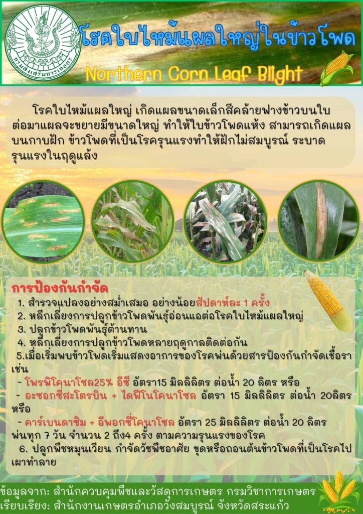 โรคใบไหม้แผลใหญ่ในข้าวโพด โรคใบไหม้แผลใหญ่ในข้าวโพด