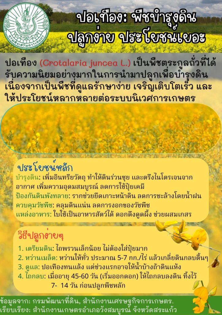 ปอเทือง : พืชบำรุงดิน ปลูกง่าย ประโยชน์เยอะ