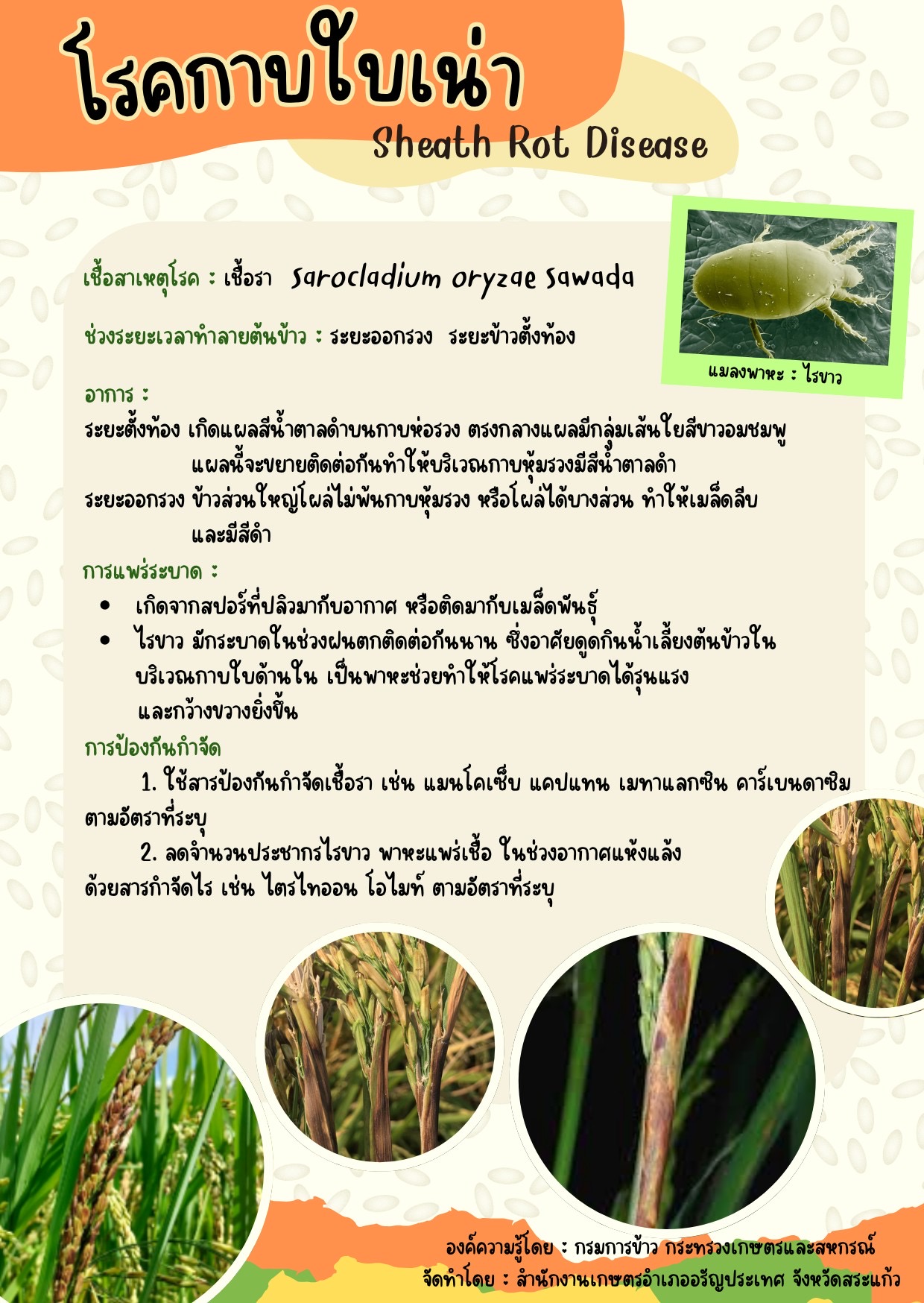 โรคกาบใบเน่า Sheath Rot Disease โรคกาบใบเน่า Sheath Rot Disease