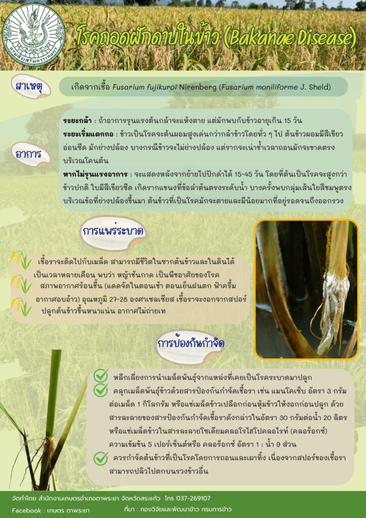 โรคถอดฝักดาบในข้าว (Bakanae Disease)