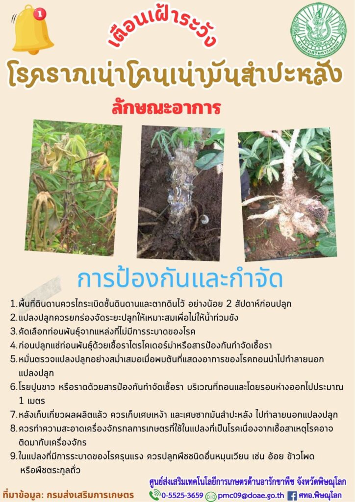 โรครากเน่าโคนเน่ามันสำปะหลัง โรครากเน่าโคนเน่ามันสำปะหลัง