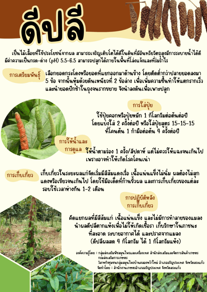 ดีปลี