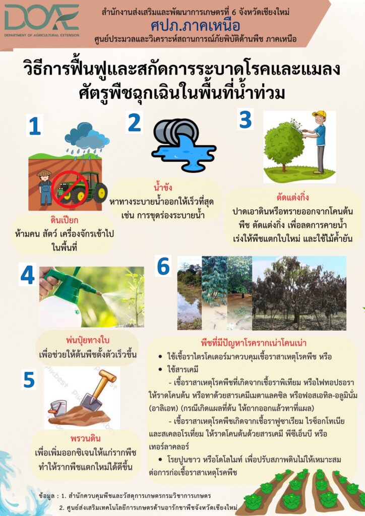 วิธีการฟื้นฟูและสกัดการระบาดโรคและแมลงศัตรูพืชฉุกเฉินในพื้นที่น้ำท่วม วิธีการฟื้นฟูและสกัดการระบาดโรคและแมลงศัตรูพืชฉุกเฉินในพื้นที่น้ำท่วม