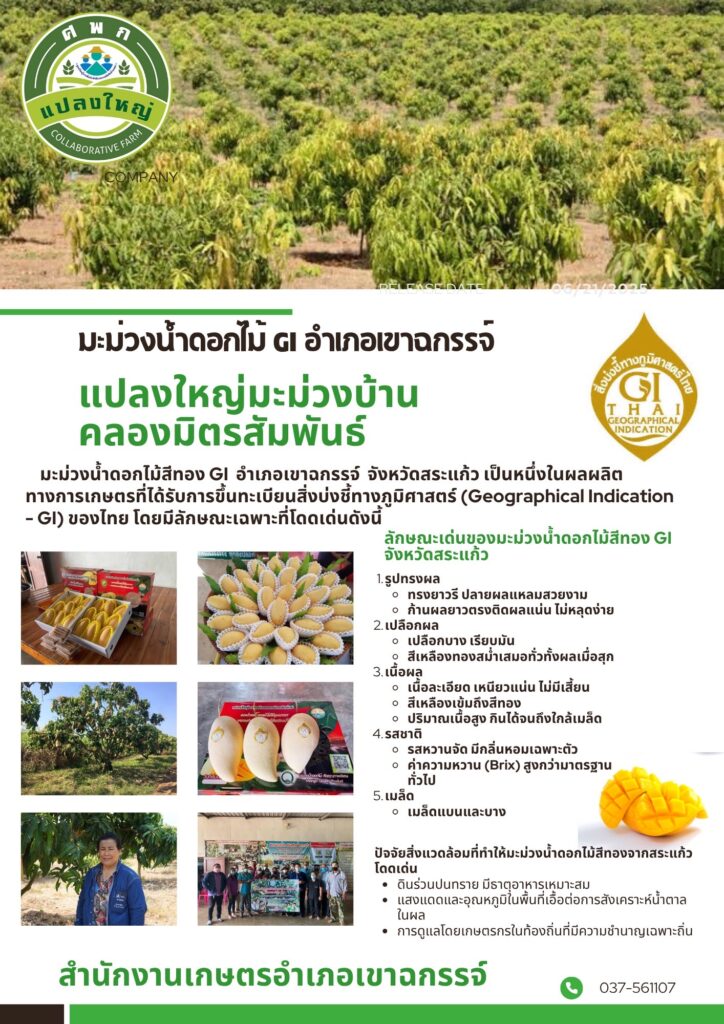มะม่วงน้ำดอกไม้ GI อำเภอเขาฉกรรจ์ แปลงใหญ่มะม่วงบ้านคลองมิตรสัมพันธ์ มะม่วงน้ำดอกไม้ GI อำเภอเขาฉกรรจ์ แปลงใหญ่มะม่วงบ้านคลองมิตรสัมพันธ์