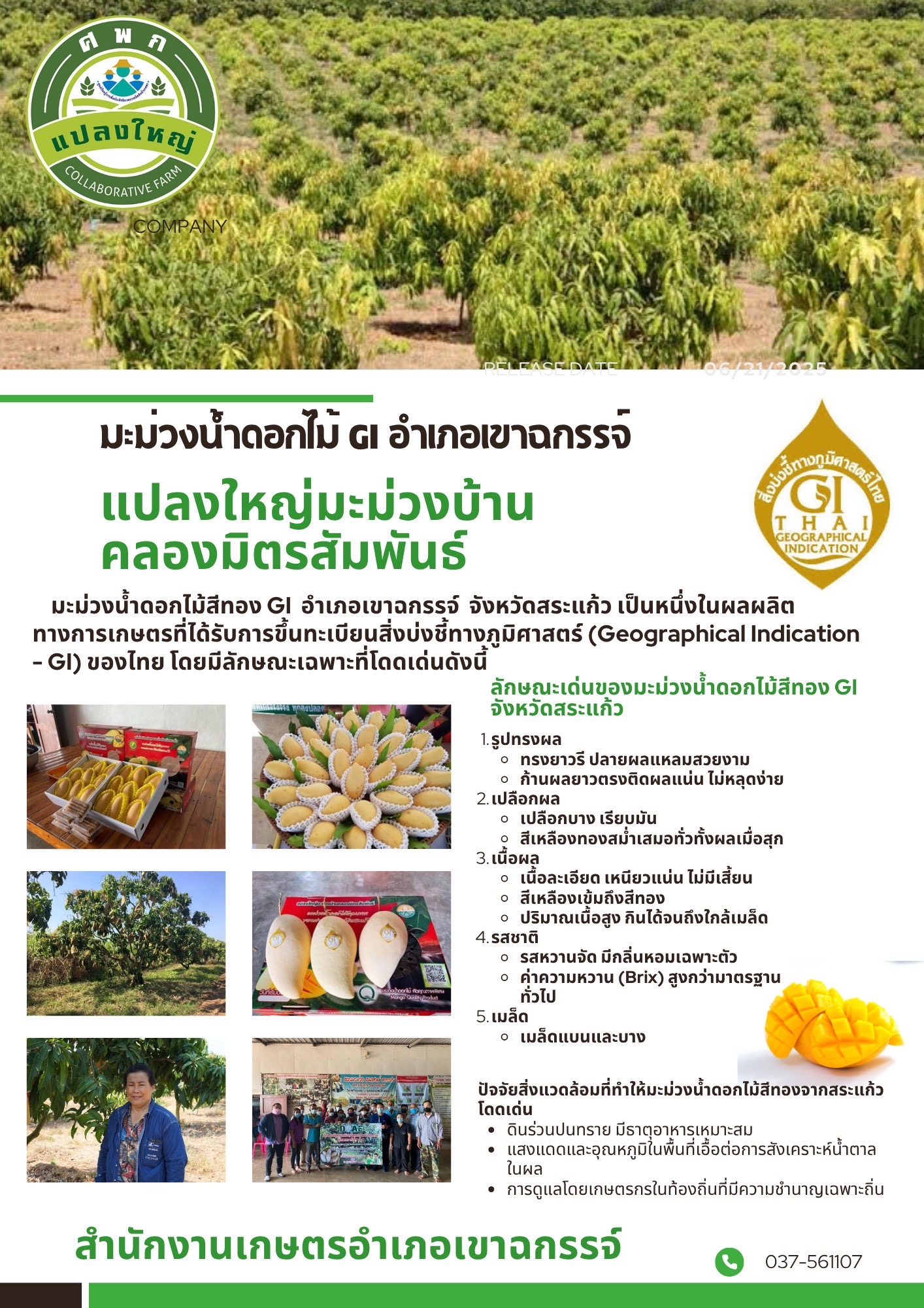 มะม่วงน้ำดอกไม้ GI อำเภอเขาฉกรรจ์ แปลงใหญ่มะม่วงบ้านคลองมิตรสัมพันธ์ มะม่วงน้ำดอกไม้ GI อำเภอเขาฉกรรจ์ แปลงใหญ่มะม่วงบ้านคลองมิตรสัมพันธ์