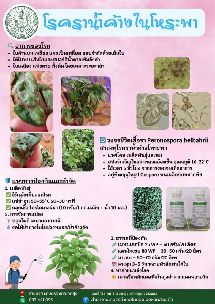 โรคราน้ำค้างในโหระพา โรคราน้ำค้างในโหระพา