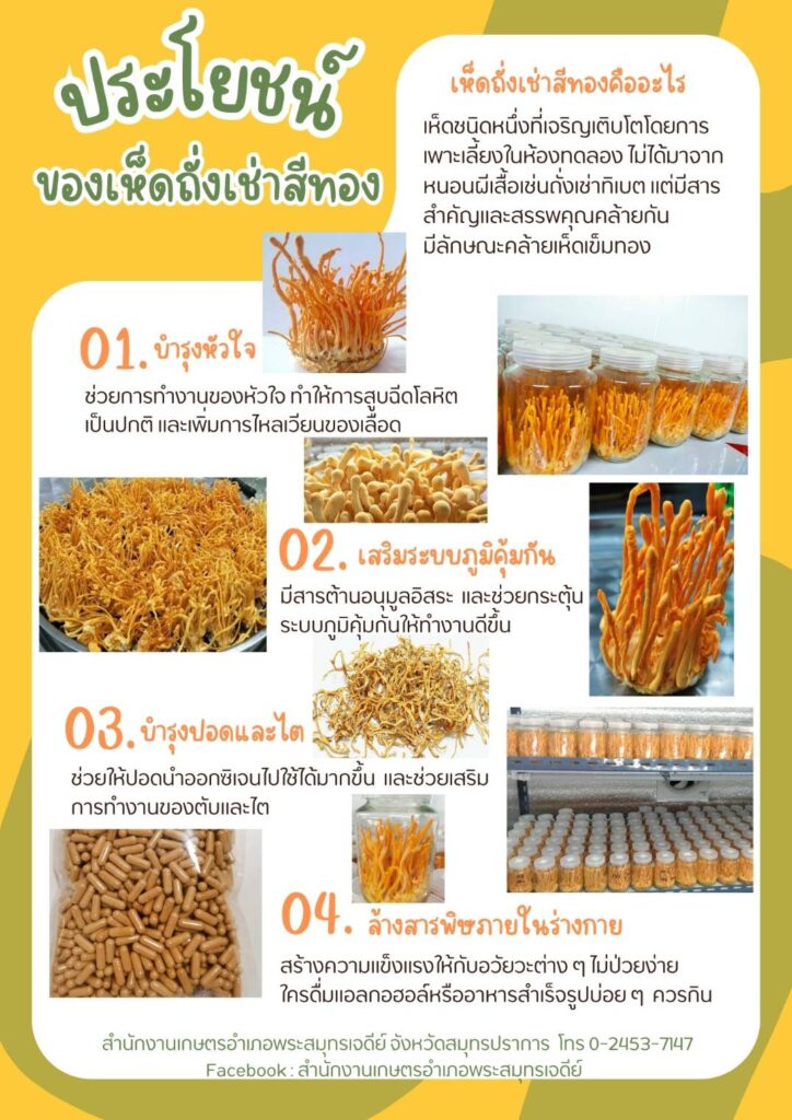ประโยชน์ของเห็ดถั่งเช่าสีทอง