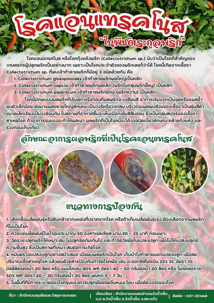 โรคแอนแทรคโนส "ในพืชตระกูลพริก" โรคแอนแทรคโนส "ในพืชตระกูลพริก"