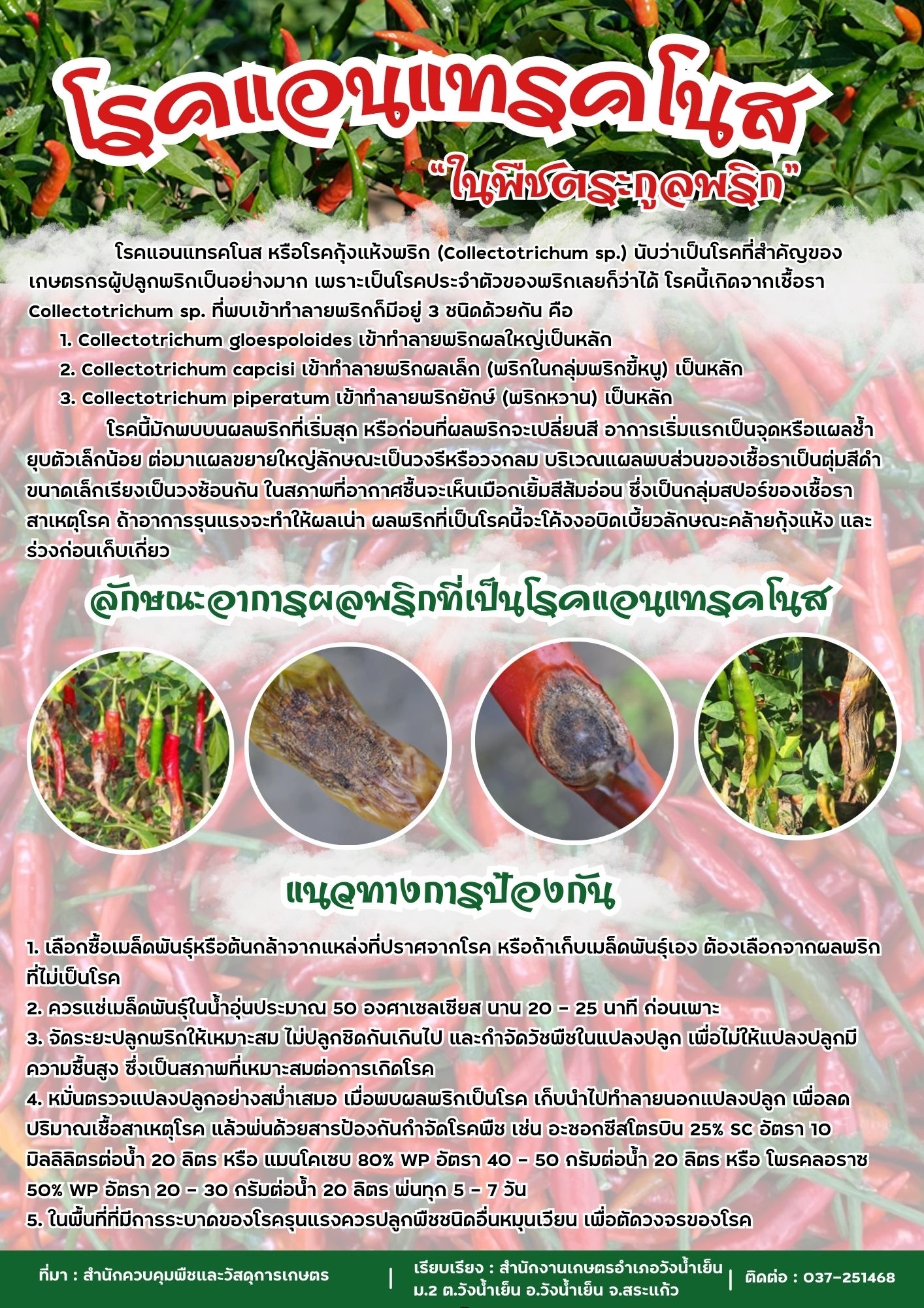 โรคแอนแทรคโนส "ในพืชตระกูลพริก" โรคแอนแทรคโนส "ในพืชตระกูลพริก"