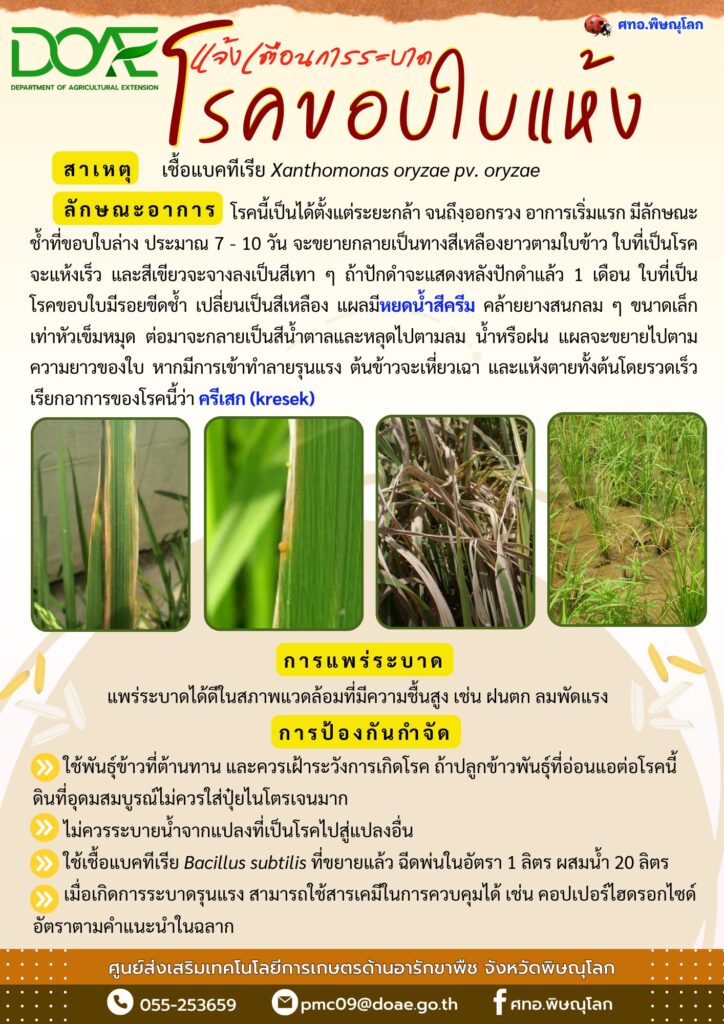 โรคขอบใบแห้ง โรคขอบใบแห้ง