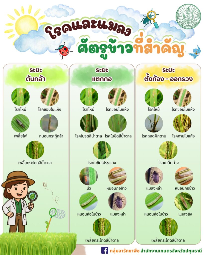 โรคและแมลงศัตรูข้าวที่สำคัญ โรคและแมลงศัตรูข้าวที่สำคัญ