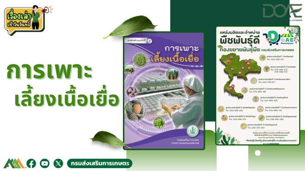 เรื่องเล่าเช้าวันจันทร์ "การเพาะเลี้ยงเนื้อเยื่อ"