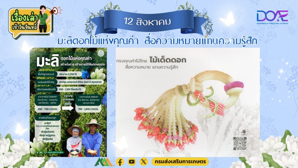 เรื่องเล่าเช้าวันจันทร์ "มะลิดอกไม้แห่งคุณค่า สื่อความหมายแทนความรู้สึก"