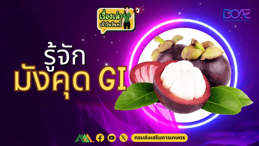 เรื่องเล่าเช้าวันจันทร์ "รู้จักมังคุด GI" เรื่องเล่าเช้าวันจันทร์ "รู้จักมังคุด GI"
